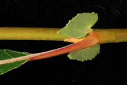 Salix purpurea. Pair of stipules.
 Image: D. Glenny © Landcare Research 2020 CC BY 4.0